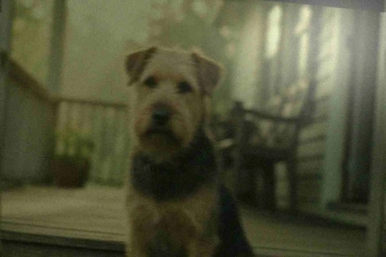 A blurry, tilted, underexposed phone snapshot of a wire-haired terrier on porch steps, with a blown-out corner and heavy noise